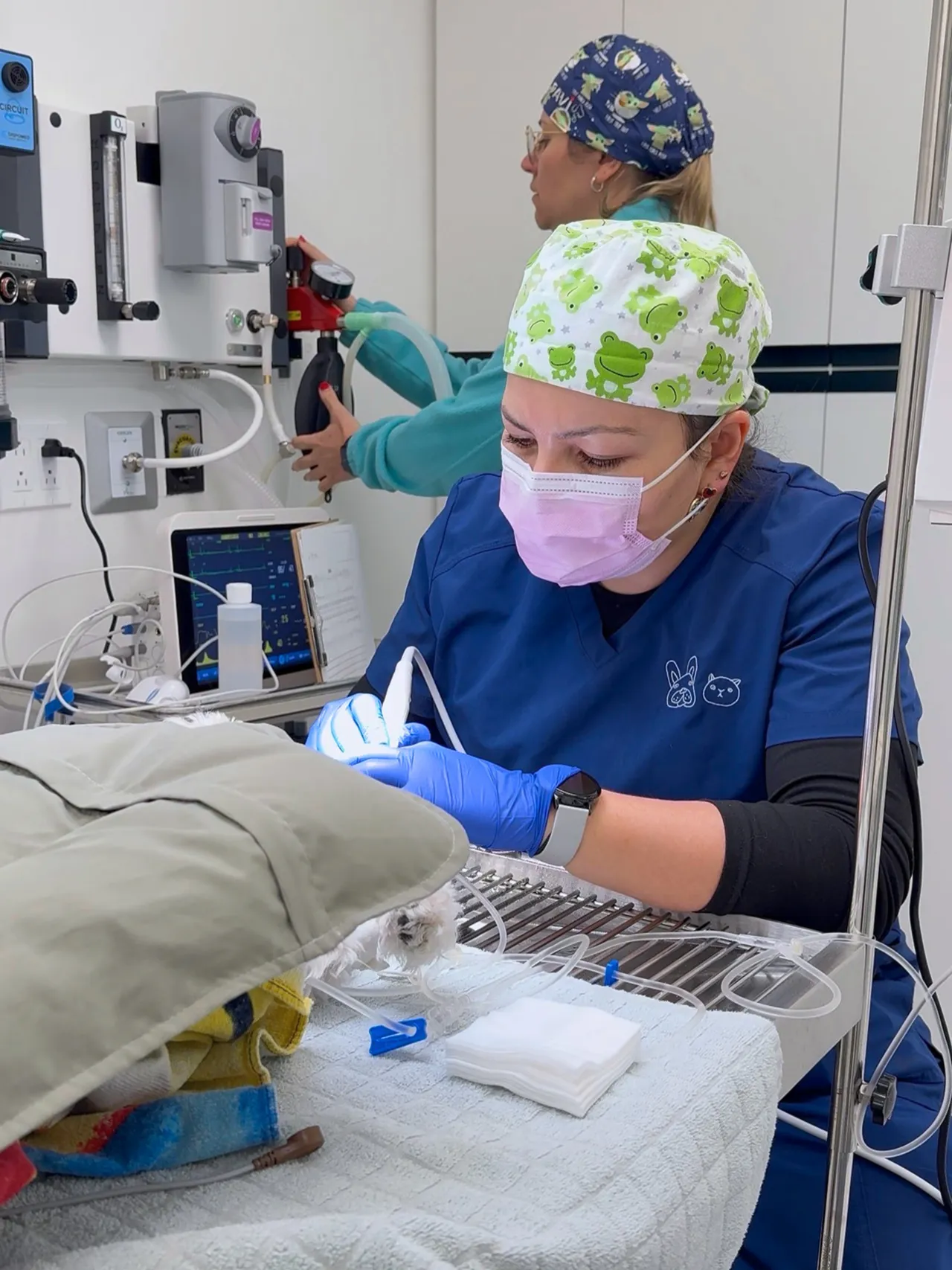 Odontología veterinaria